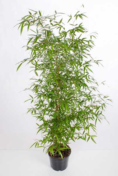 sazhency bambuk phyllostachys aureosulcata spectabillis