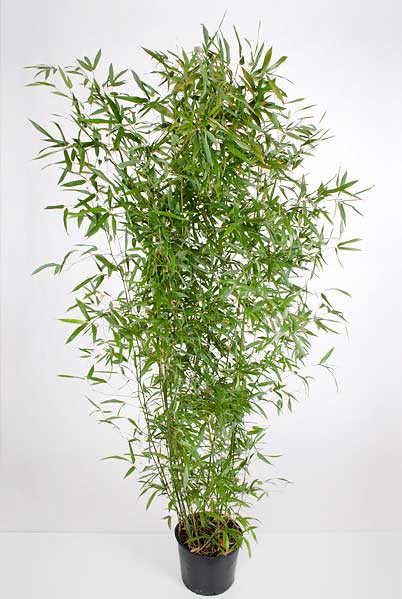 Популярные саженцы бамбука sazhency bambuk phyllostachys bissettii